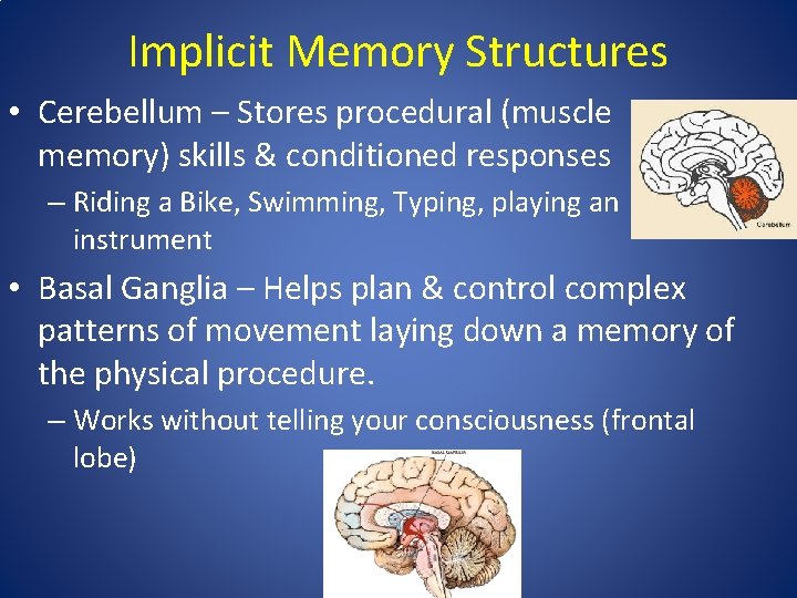 Implicit Memory Structures • Cerebellum – Stores procedural (muscle memory) skills & conditioned responses