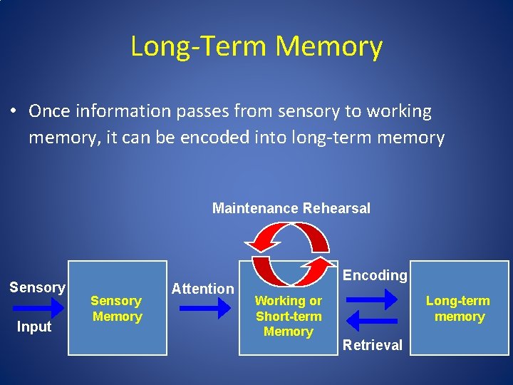 Long-Term Memory • Once information passes from sensory to working memory, it can be