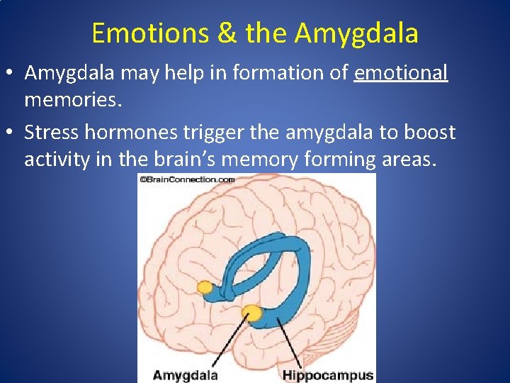 Emotions & the Amygdala • Amygdala may help in formation of emotional memories. •