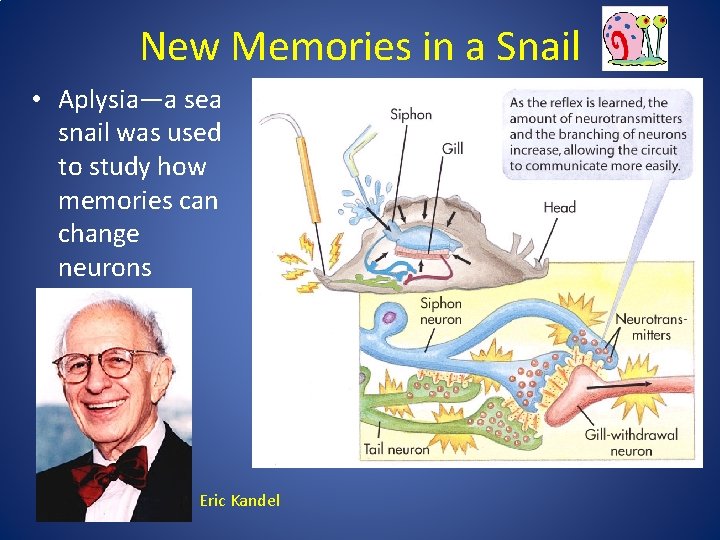 New Memories in a Snail • Aplysia—a sea snail was used to study how