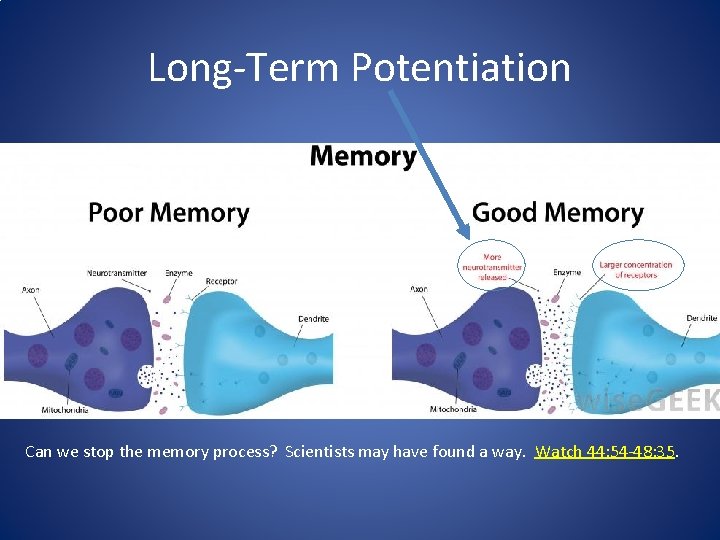 Long-Term Potentiation Can we stop the memory process? Scientists may have found a way.