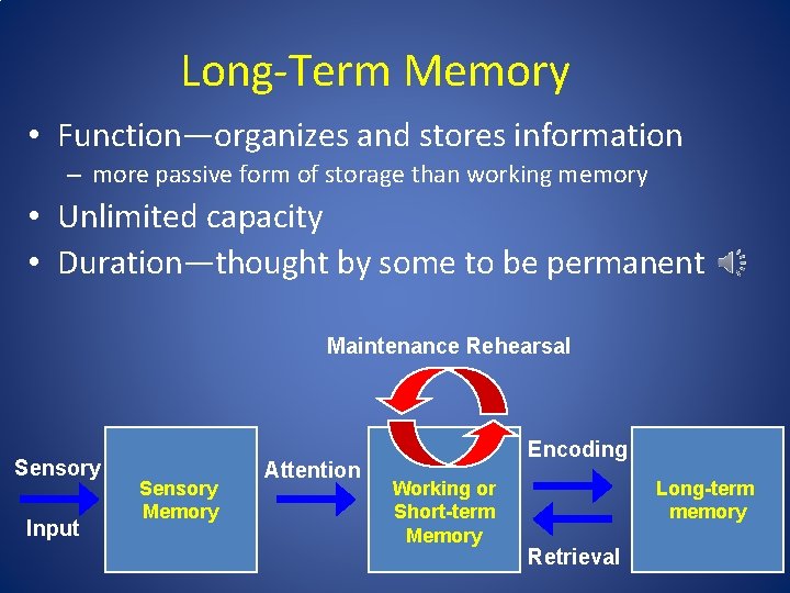 Long-Term Memory • Function—organizes and stores information – more passive form of storage than