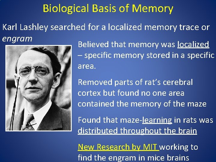 Biological Basis of Memory Karl Lashley searched for a localized memory trace or engram