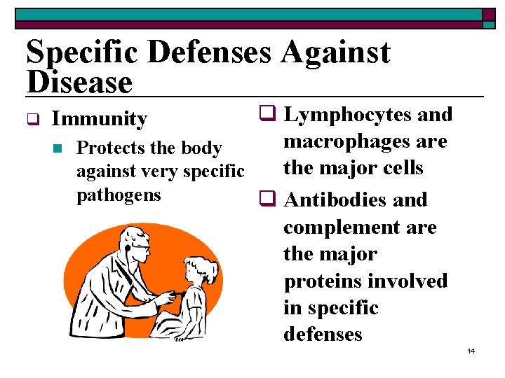 Specific Defenses Against Disease q q Lymphocytes and macrophages are Protects the body the