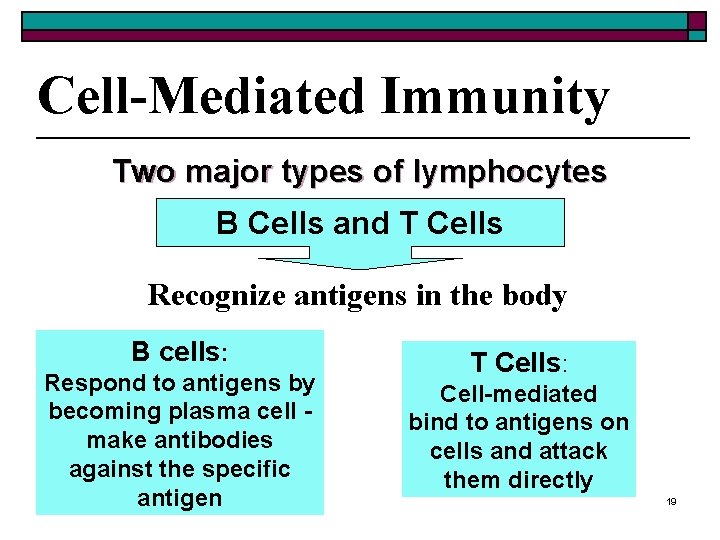 Cell-Mediated Immunity Two major types of lymphocytes B Cells and T Cells Recognize antigens