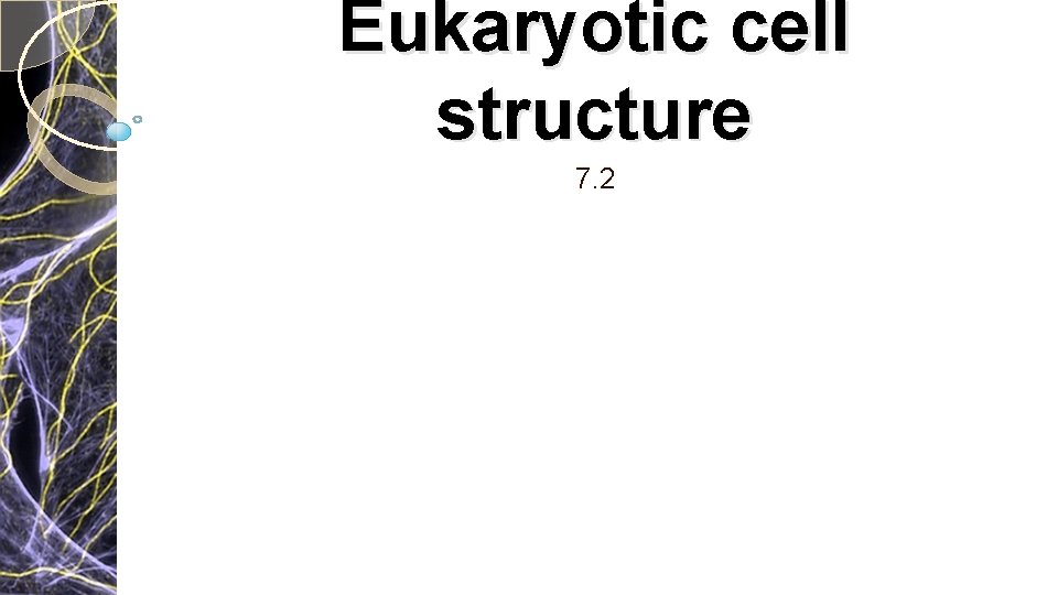 Eukaryotic cell structure 7. 2 Eukaryotic cell structure 7. 2