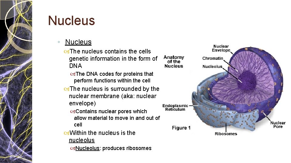 Nucleus ◦ Nucleus The nucleus contains the cells genetic information in the form of Nucleus ◦ Nucleus The nucleus contains the cells genetic information in the form of