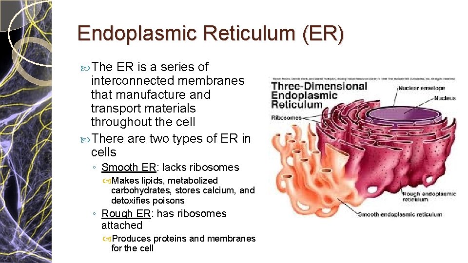 Endoplasmic Reticulum (ER) The ER is a series of interconnected membranes that manufacture and Endoplasmic Reticulum (ER) The ER is a series of interconnected membranes that manufacture and