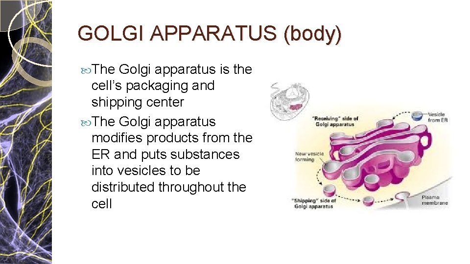 GOLGI APPARATUS (body) The Golgi apparatus is the cell’s packaging and shipping center The GOLGI APPARATUS (body) The Golgi apparatus is the cell’s packaging and shipping center The