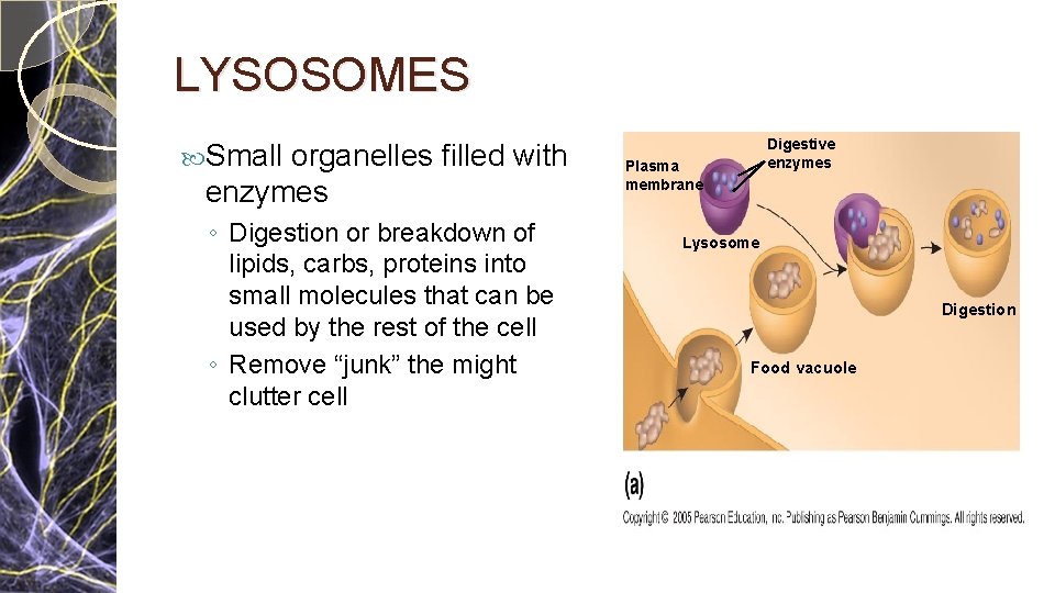 LYSOSOMES Small organelles filled with enzymes ◦ Digestion or breakdown of lipids, carbs, proteins LYSOSOMES Small organelles filled with enzymes ◦ Digestion or breakdown of lipids, carbs, proteins