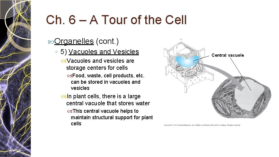 Ch. 6 – A Tour of the Cell Organelles (cont. ) ◦ 5) Vacuoles Ch. 6 – A Tour of the Cell Organelles (cont. ) ◦ 5) Vacuoles