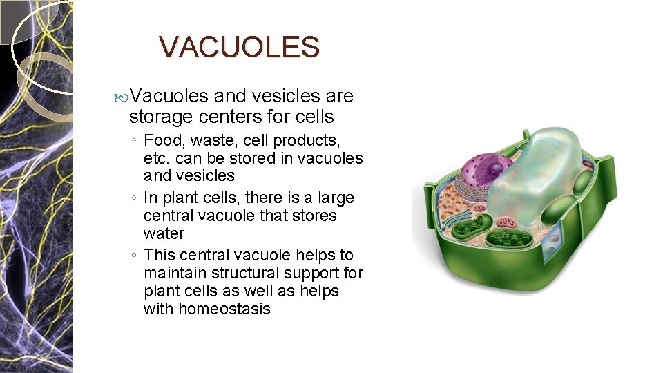 VACUOLES Vacuoles and vesicles are storage centers for cells ◦ Food, waste, cell products, VACUOLES Vacuoles and vesicles are storage centers for cells ◦ Food, waste, cell products,