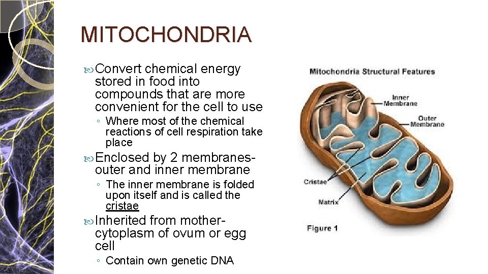 MITOCHONDRIA Convert chemical energy stored in food into compounds that are more convenient for MITOCHONDRIA Convert chemical energy stored in food into compounds that are more convenient for