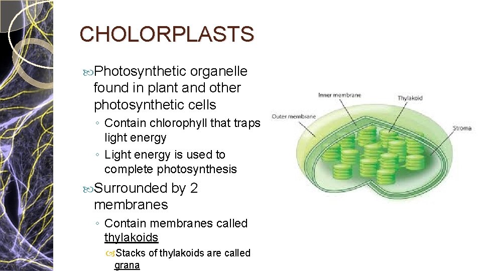 CHOLORPLASTS Photosynthetic organelle found in plant and other photosynthetic cells ◦ Contain chlorophyll that CHOLORPLASTS Photosynthetic organelle found in plant and other photosynthetic cells ◦ Contain chlorophyll that