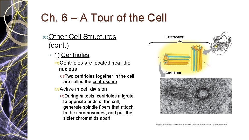 Ch. 6 – A Tour of the Cell Other Cell Structures (cont. ) Centrosome Ch. 6 – A Tour of the Cell Other Cell Structures (cont. ) Centrosome