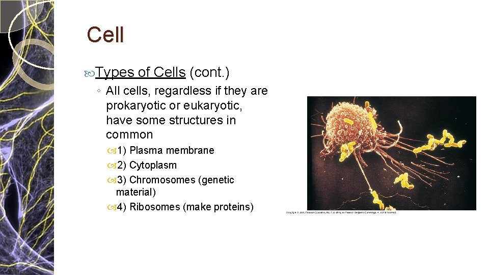 Cell Types of Cells (cont. ) ◦ All cells, regardless if they are prokaryotic Cell Types of Cells (cont. ) ◦ All cells, regardless if they are prokaryotic