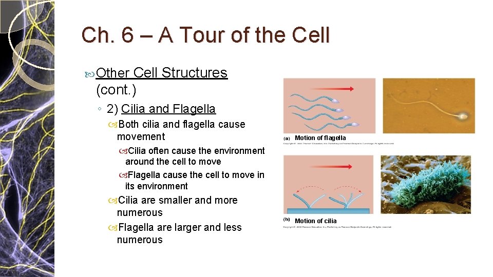 Ch. 6 – A Tour of the Cell Structures (cont. ) Other ◦ 2) Ch. 6 – A Tour of the Cell Structures (cont. ) Other ◦ 2)