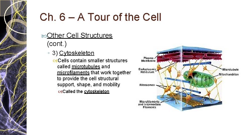 Ch. 6 – A Tour of the Cell Other Cell Structures (cont. ) ◦ Ch. 6 – A Tour of the Cell Other Cell Structures (cont. ) ◦