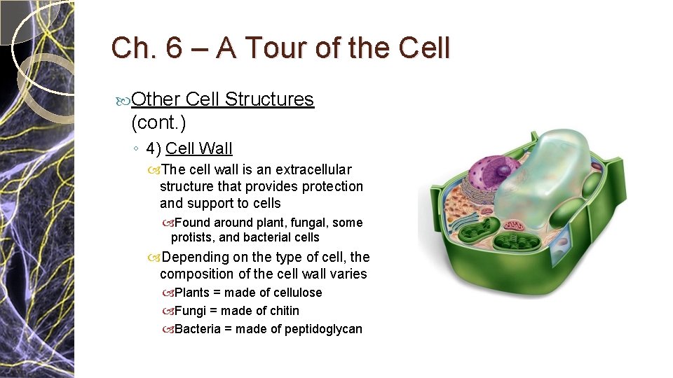 Ch. 6 – A Tour of the Cell Other Cell Structures (cont. ) ◦ Ch. 6 – A Tour of the Cell Other Cell Structures (cont. ) ◦