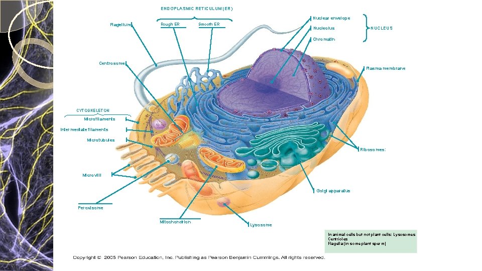 ENDOPLASMIC RETICULUM (ER) Nuclear envelope Flagellum Rough ER Smooth ER Nucleolus NUCLEUS Chromatin Centrosome ENDOPLASMIC RETICULUM (ER) Nuclear envelope Flagellum Rough ER Smooth ER Nucleolus NUCLEUS Chromatin Centrosome