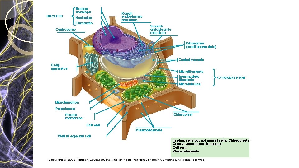 Nuclear envelope NUCLEUS Nucleolus Chromatin Centrosome Rough endoplasmic reticulum Smooth endoplasmic reticulum Ribosomes (small Nuclear envelope NUCLEUS Nucleolus Chromatin Centrosome Rough endoplasmic reticulum Smooth endoplasmic reticulum Ribosomes (small