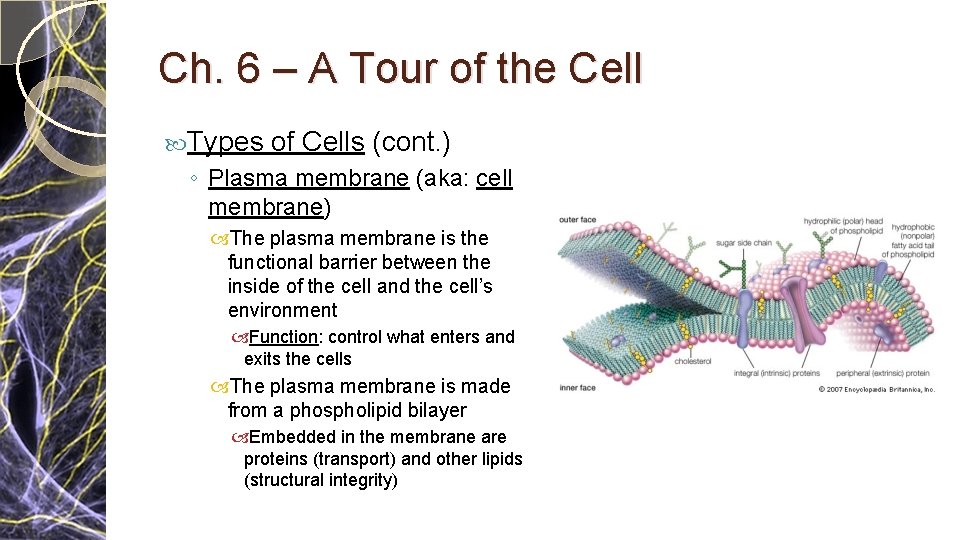 Ch. 6 – A Tour of the Cell Types of Cells (cont. ) ◦ Ch. 6 – A Tour of the Cell Types of Cells (cont. ) ◦