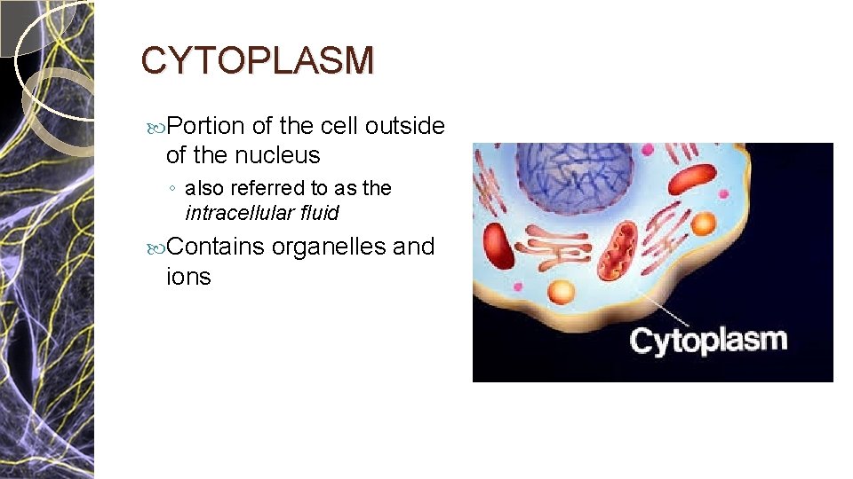 CYTOPLASM Portion of the cell outside of the nucleus ◦ also referred to as CYTOPLASM Portion of the cell outside of the nucleus ◦ also referred to as
