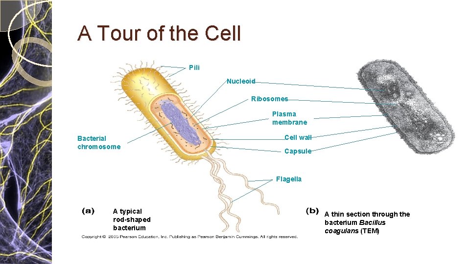 A Tour of the Cell Pili Nucleoid Ribosomes Plasma membrane Bacterial chromosome Cell wall A Tour of the Cell Pili Nucleoid Ribosomes Plasma membrane Bacterial chromosome Cell wall