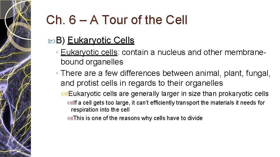 Ch. 6 – A Tour of the Cell B) Eukaryotic Cells ◦ Eukaryotic cells: Ch. 6 – A Tour of the Cell B) Eukaryotic Cells ◦ Eukaryotic cells:
