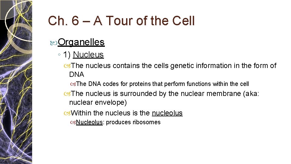 Ch. 6 – A Tour of the Cell Organelles ◦ 1) Nucleus The nucleus Ch. 6 – A Tour of the Cell Organelles ◦ 1) Nucleus The nucleus