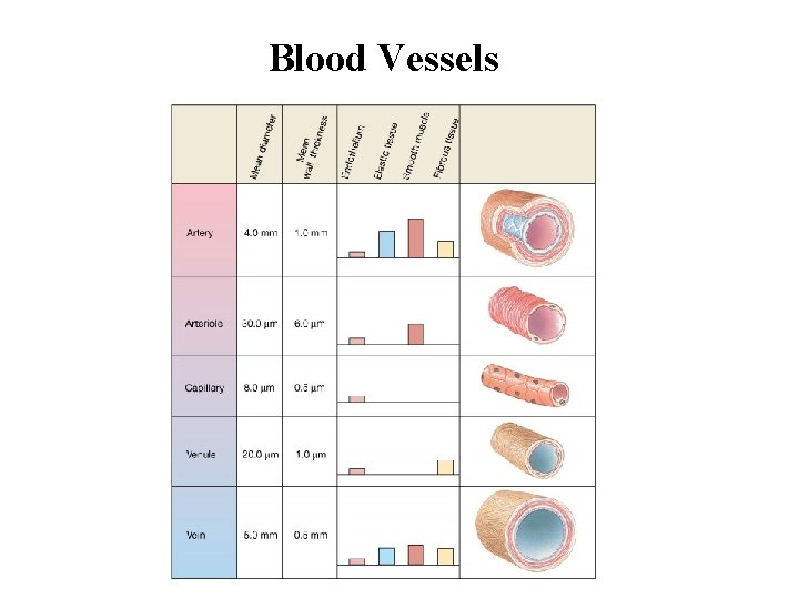 Blood Vessels Blood Vessels