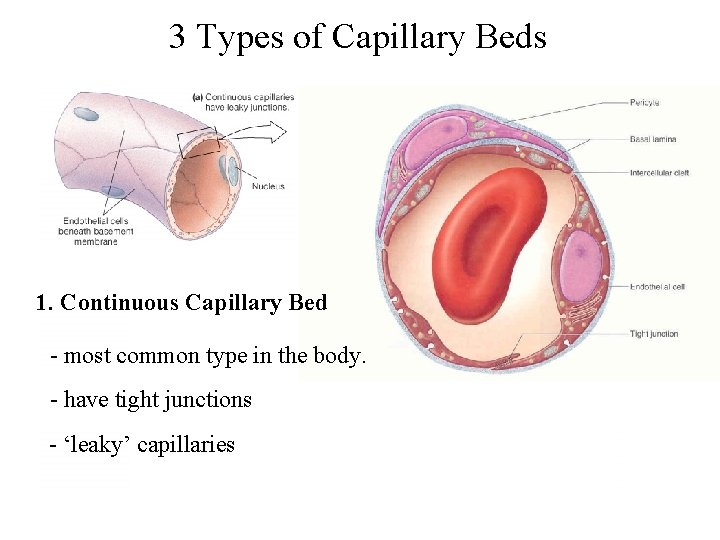 3 Types of Capillary Beds 1. Continuous Capillary Bed - most common type in 3 Types of Capillary Beds 1. Continuous Capillary Bed - most common type in