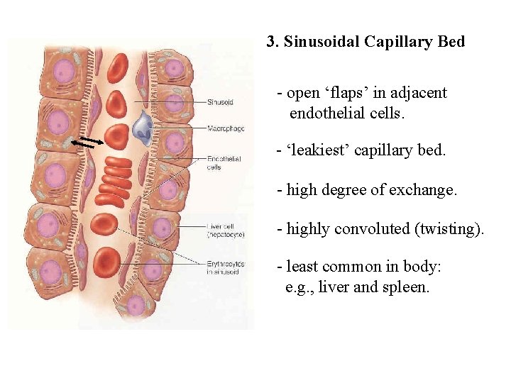 3. Sinusoidal Capillary Bed - open ‘flaps’ in adjacent endothelial cells. - ‘leakiest’ capillary 3. Sinusoidal Capillary Bed - open ‘flaps’ in adjacent endothelial cells. - ‘leakiest’ capillary