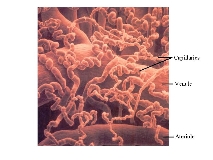 Capillaries Venule Ateriole Capillaries Venule Ateriole
