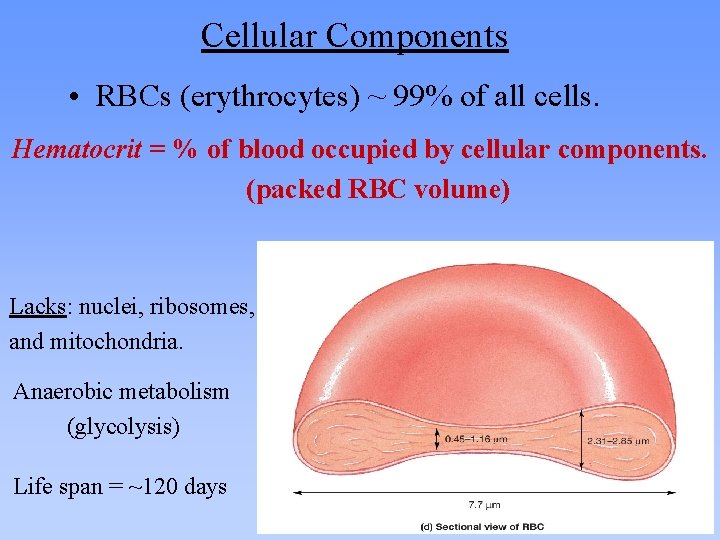 Cellular Components • RBCs (erythrocytes) ~ 99% of all cells. Hematocrit = % of Cellular Components • RBCs (erythrocytes) ~ 99% of all cells. Hematocrit = % of