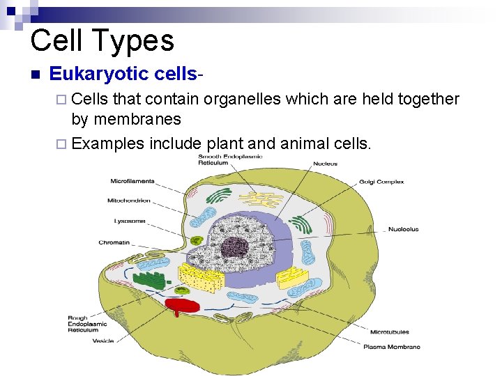 Cell Types n Eukaryotic cells¨ Cells that contain organelles which are held together by