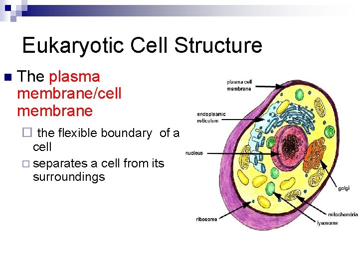 Eukaryotic Cell Structure n The plasma membrane/cell membrane ¨ the flexible boundary of a