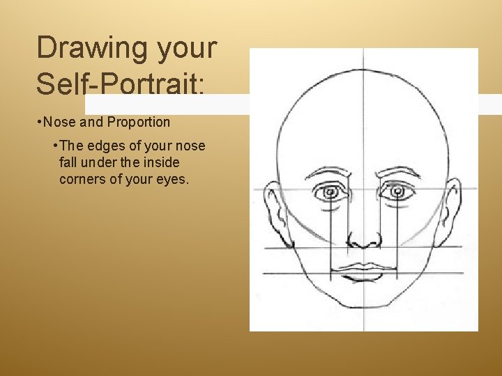 Drawing your Self-Portrait: • Nose and Proportion • The edges of your nose fall