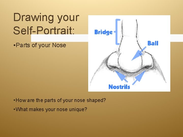Drawing your Self-Portrait: • Parts of your Nose • How are the parts of