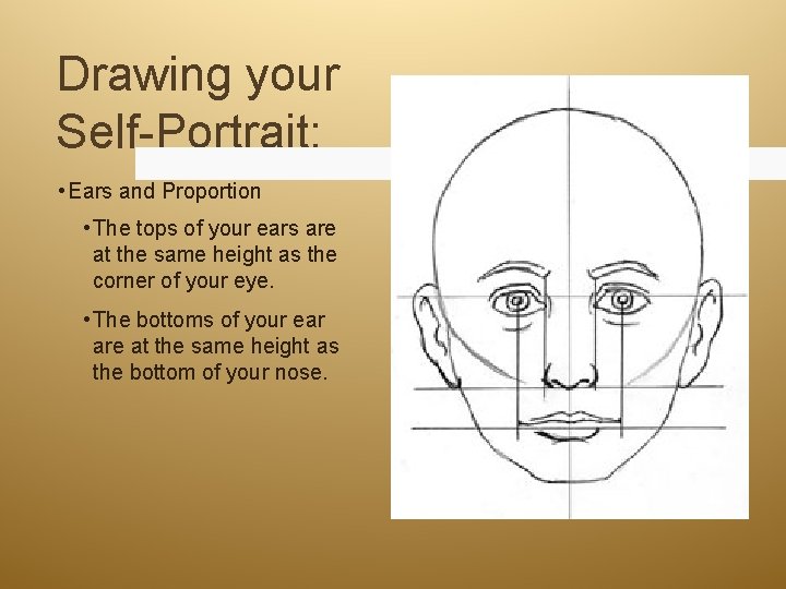 Drawing your Self-Portrait: • Ears and Proportion • The tops of your ears are