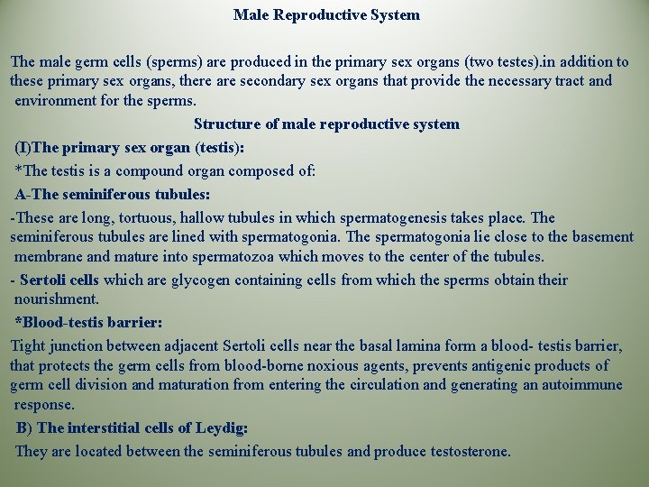 Male Reproductive System The male germ cells (sperms) are produced in the primary sex