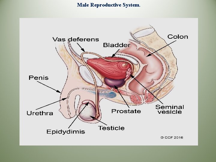 Male Reproductive System. 