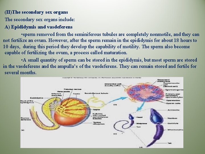 (II)The secondary sex organs include: A) Epididymis and vasdeferens • sperm removed from the