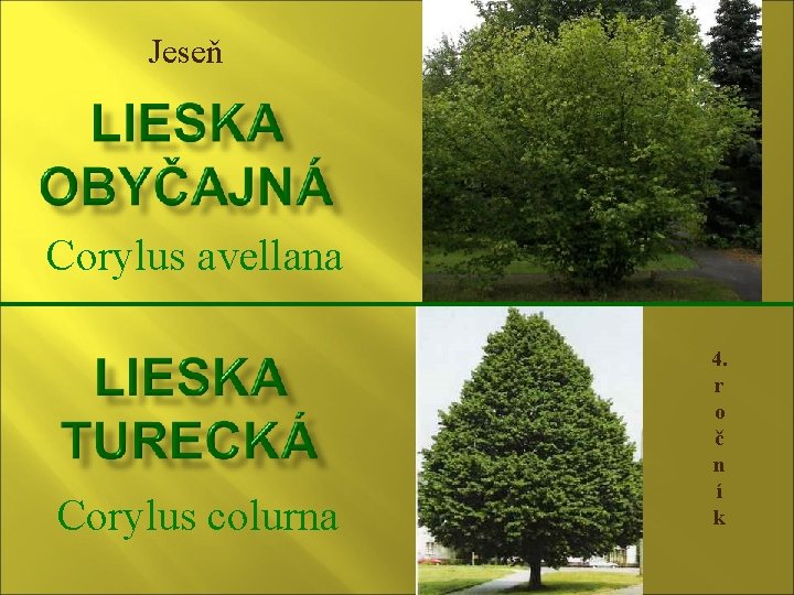 Jeseň Corylus avellana Corylus colurna 4. r o č n í k 