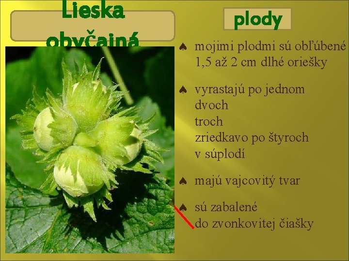 Lieska obyčajná plody mojimi plodmi sú obľúbené 1, 5 až 2 cm dlhé oriešky