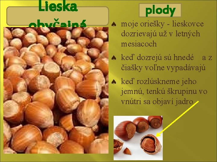 Lieska obyčajná plody moje oriešky - lieskovce dozrievajú už v letných mesiacoch keď dozrejú