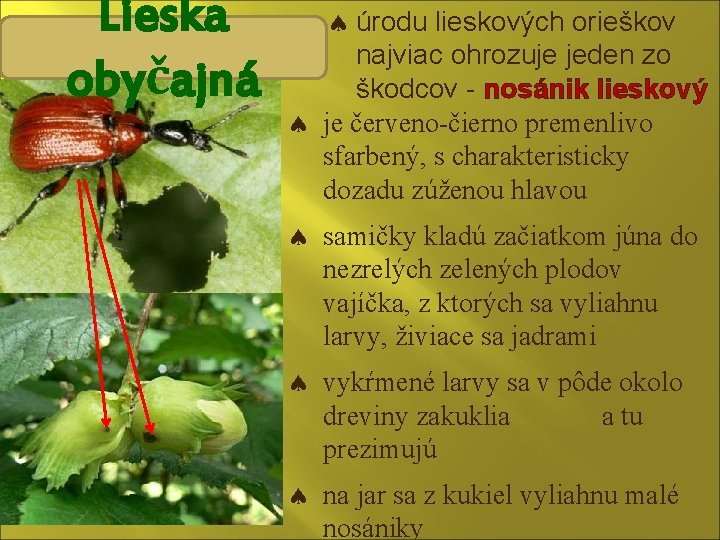 Lieska obyčajná úrodu lieskových orieškov najviac ohrozuje jeden zo škodcov - nosánik lieskový je