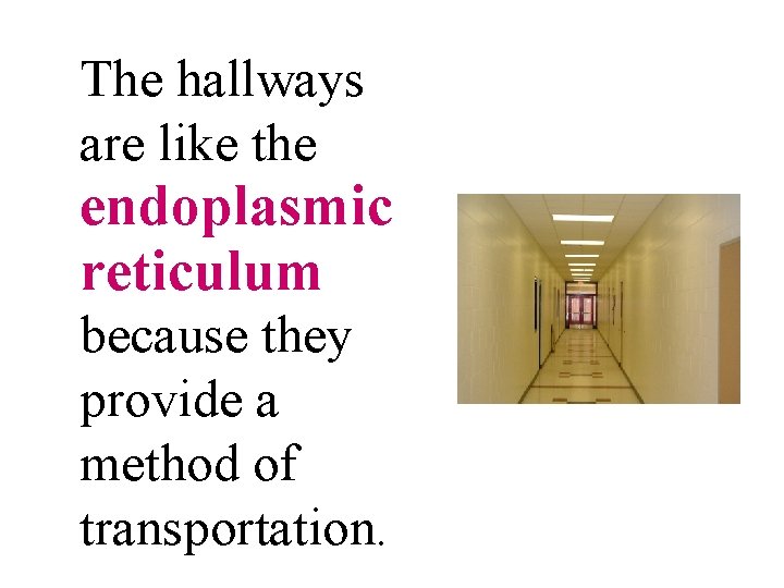 The hallways are like the endoplasmic reticulum because they provide a method of transportation.