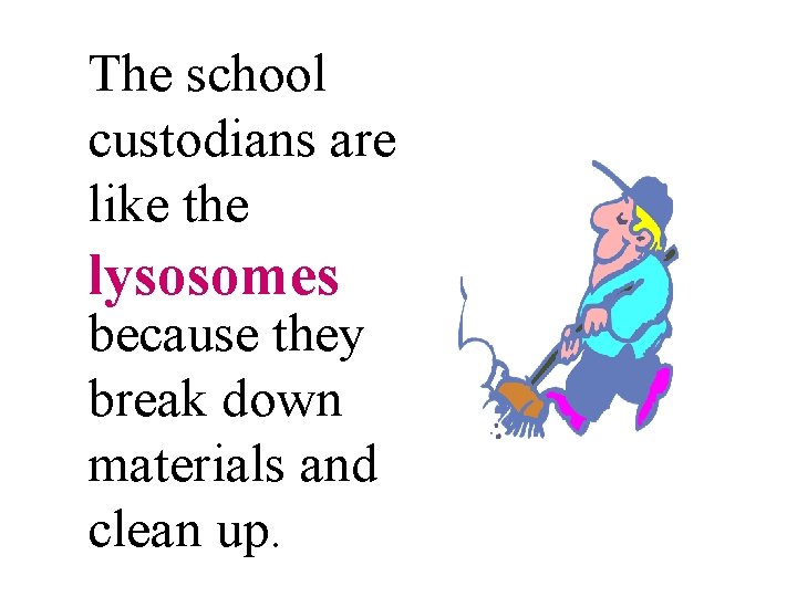 The school custodians are like the lysosomes because they break down materials and clean