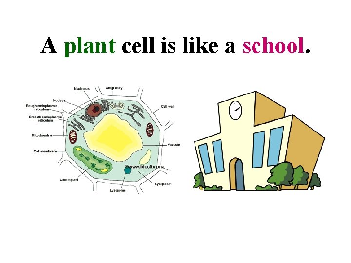 A plant cell is like a school. 